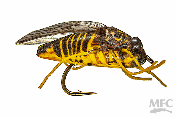 True Cicada